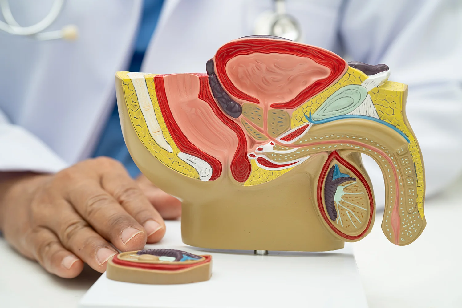 male anatomy model examined by health